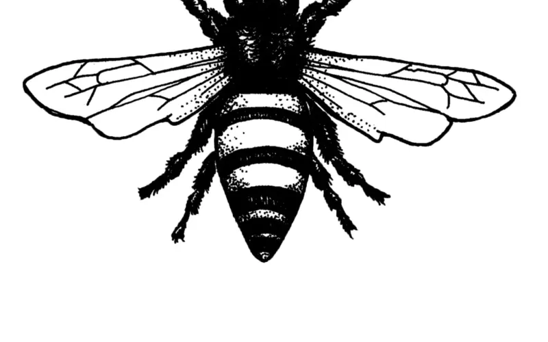 Plan Bee Farm Brewery photo