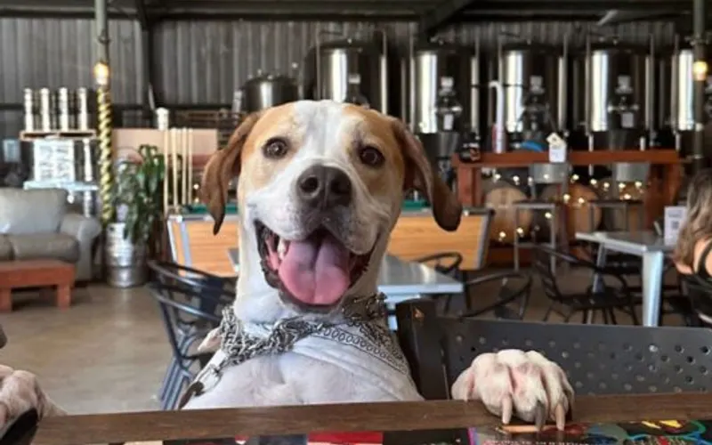 Snafu Brewing Company photo